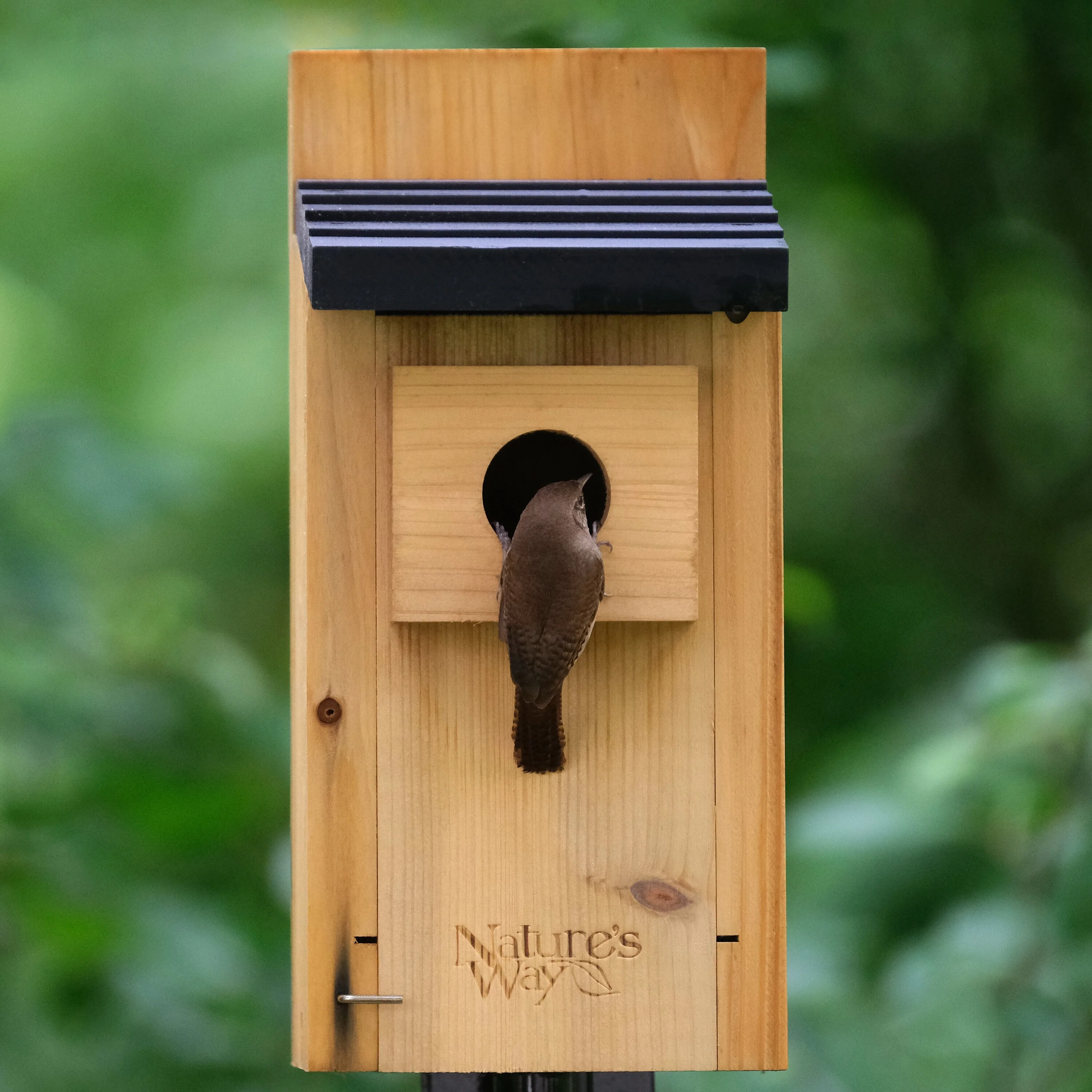 Cedar Bluebird House with Clean-out Door and Predator Guard - Image 8