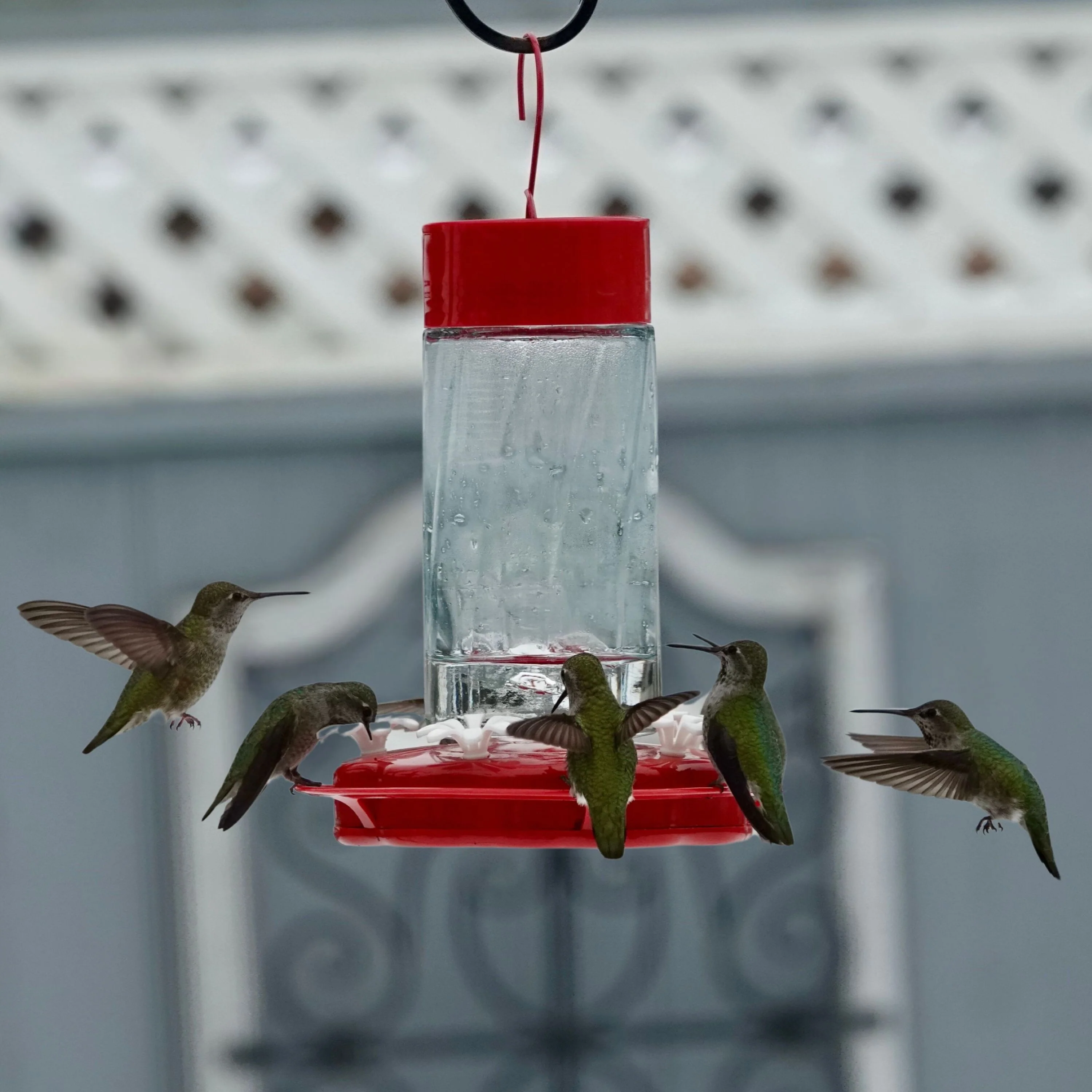 Scarlet Swirl Glass Gravity Hummingbird Feeder - Image 9