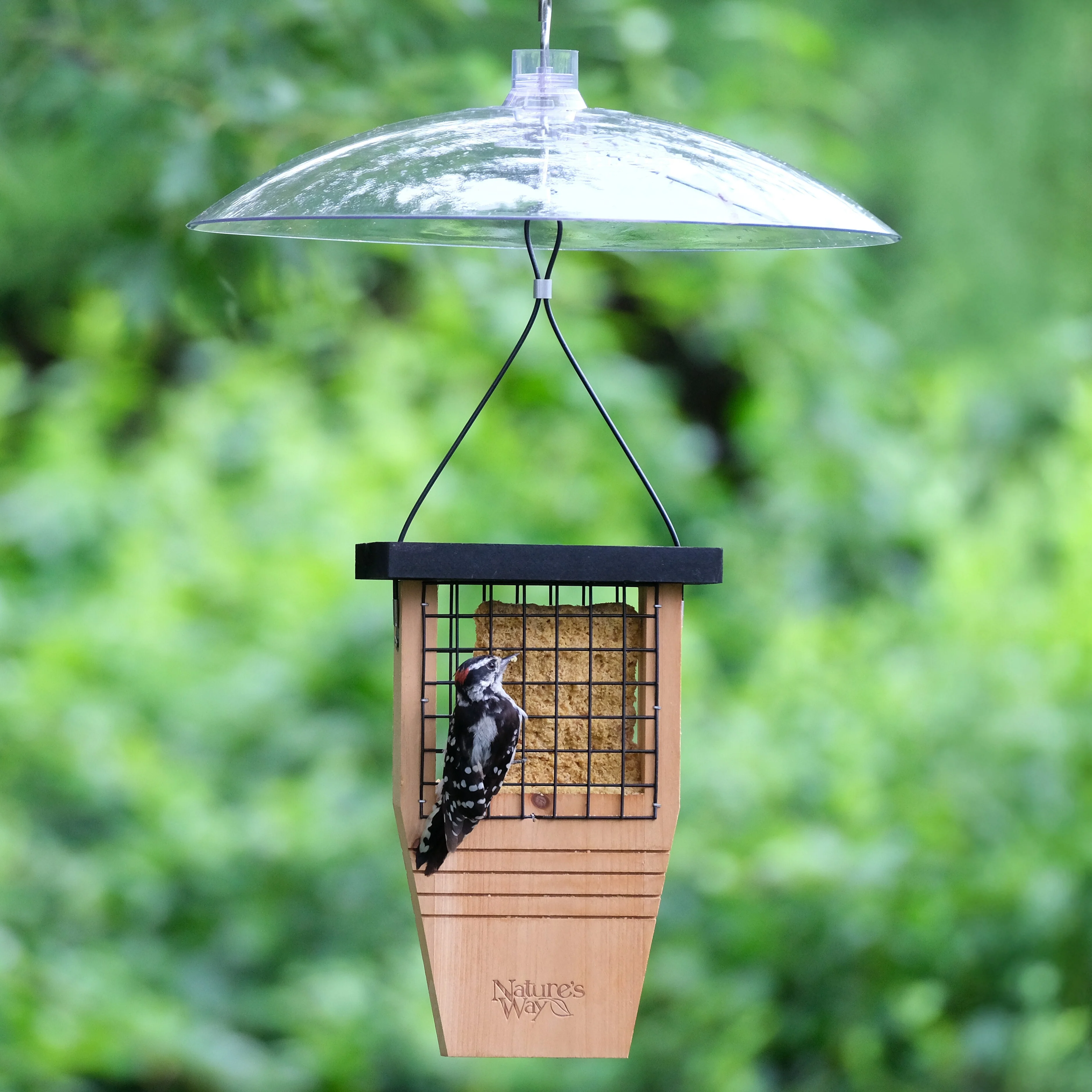 Squirrel Shield Dual-Mount Transparent 16" Squirrel Baffle - Image 12