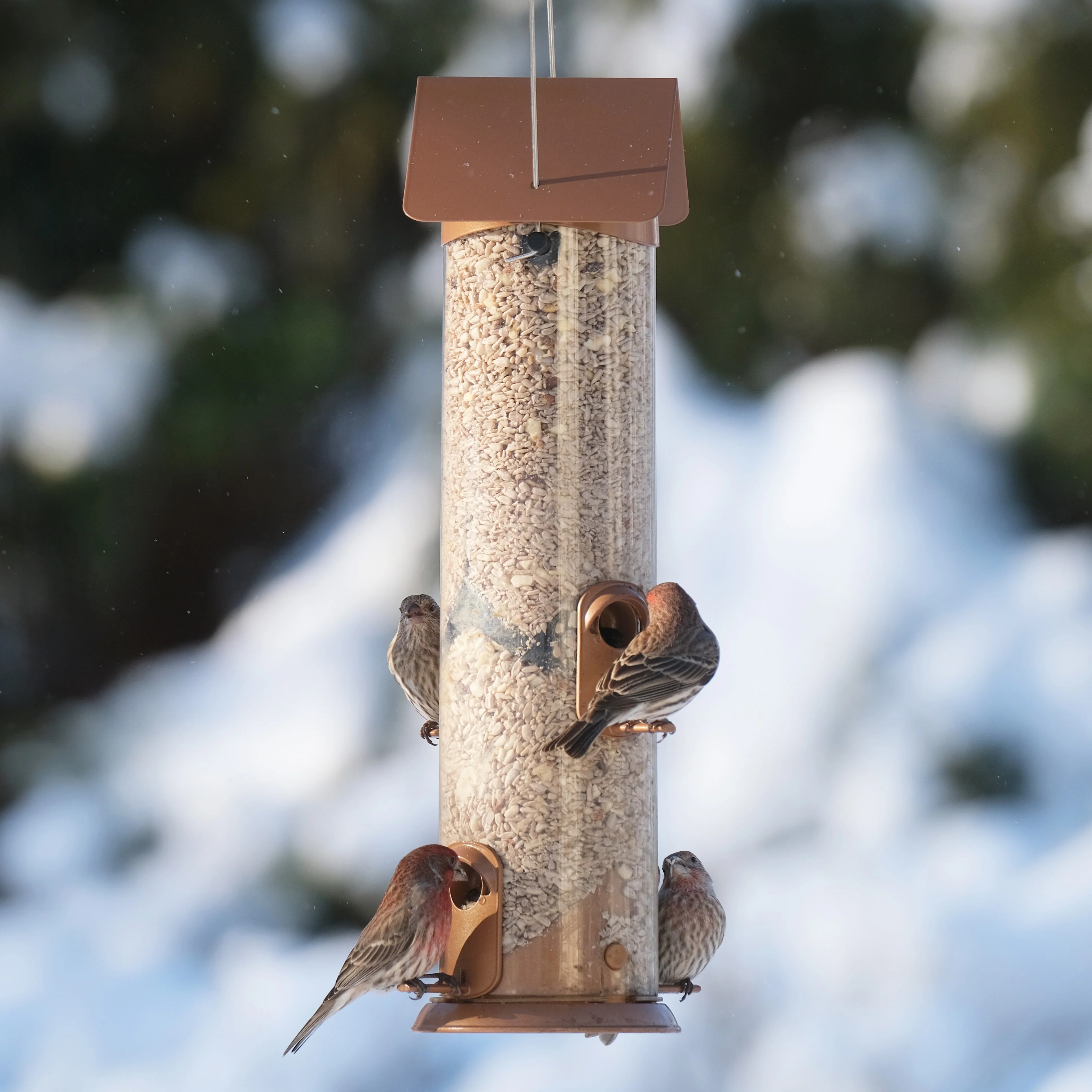 Wide Deluxe Easy Clean Tube Feeder - Image 8